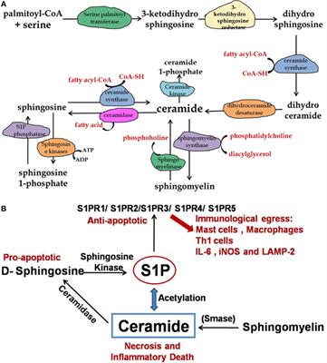 Sphingolipids Are Dual Specific Drug Targets for the Management of Pulmonary Infections: Perspective